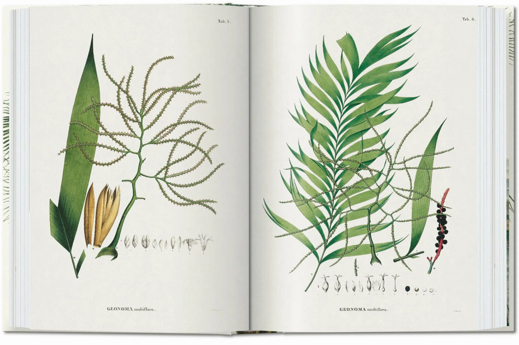 Martius - The Book of Palms - 45th Ed.