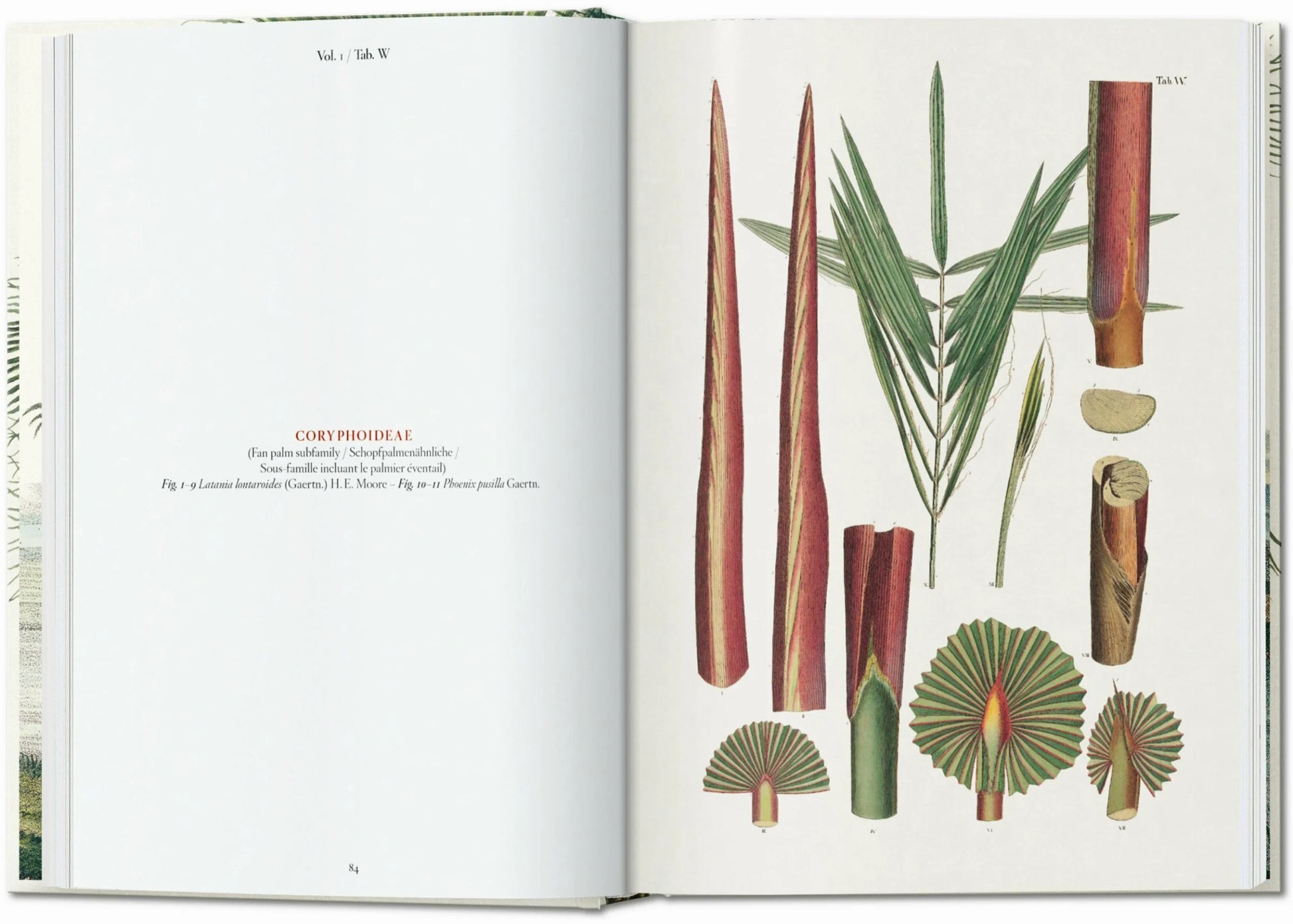 Martius - The Book of Palms - 45th Ed.