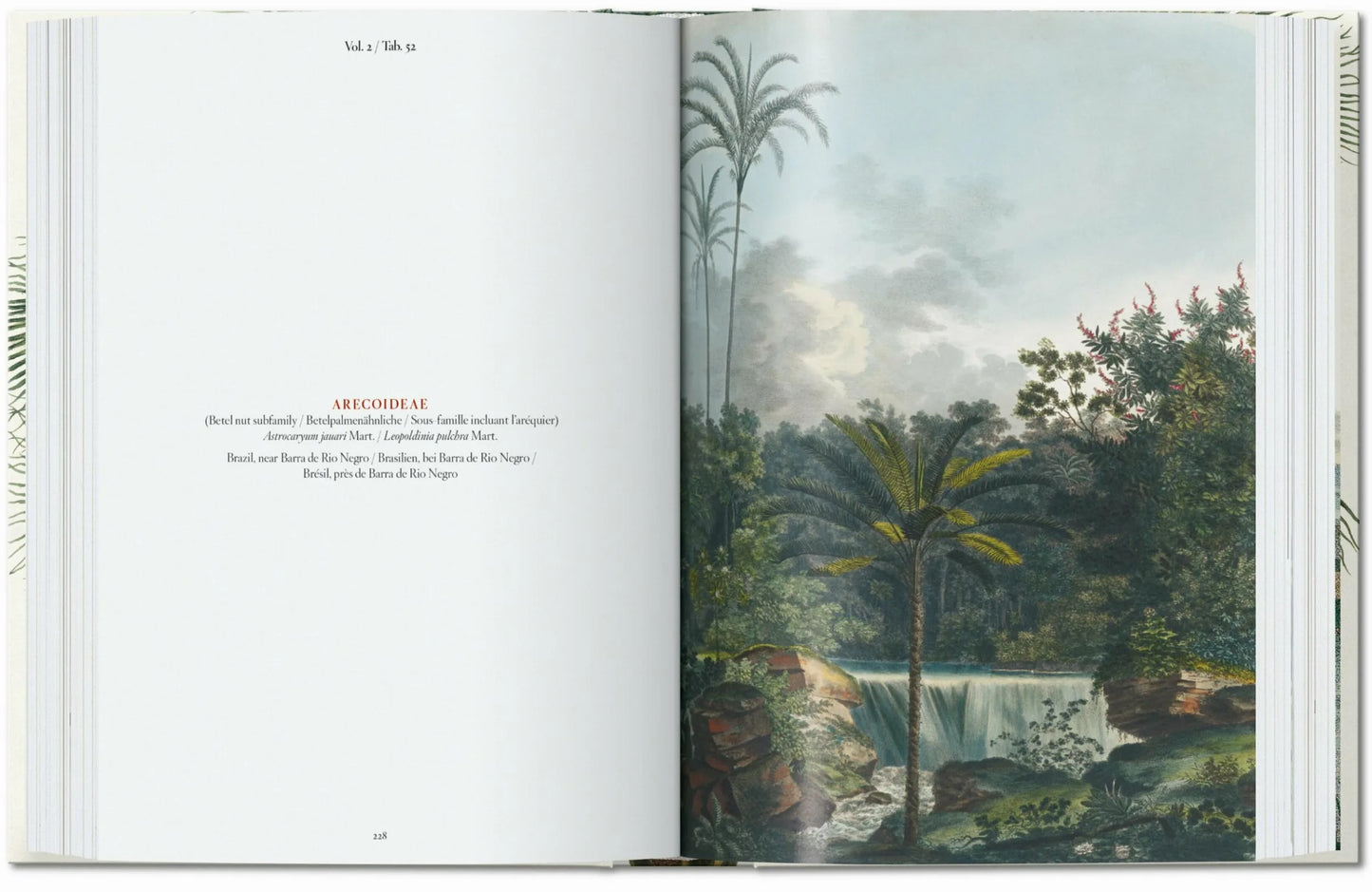 Martius - The Book of Palms - 45th Ed.